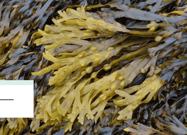 bladderwrack